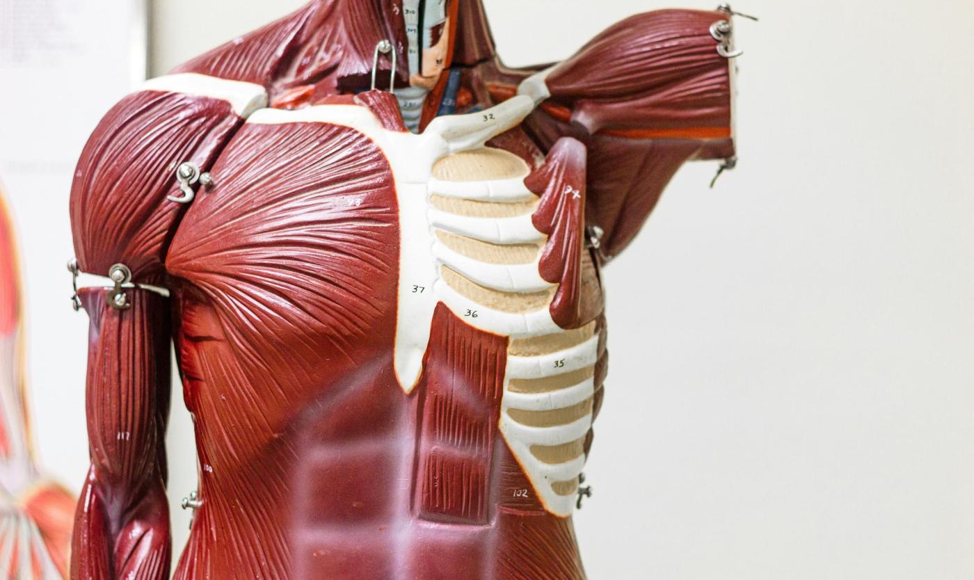 Anatomie van een lichaam Anatomie van een lichaam