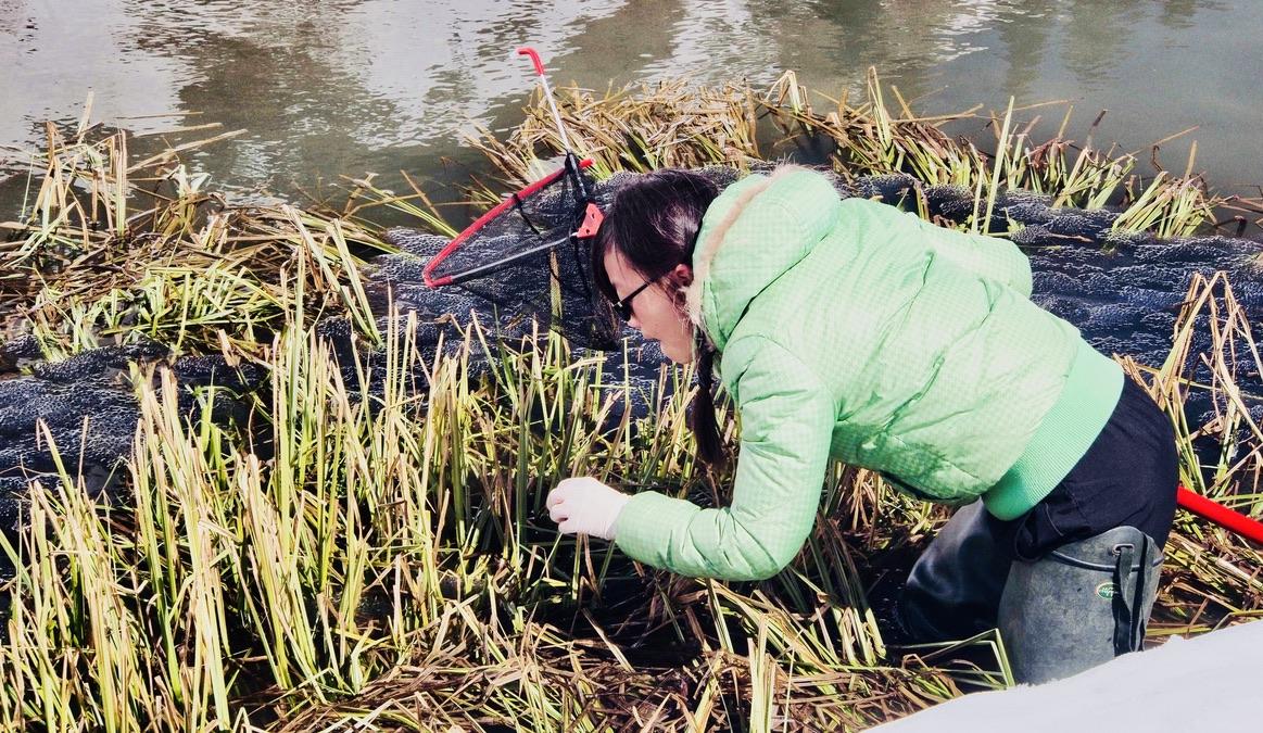 Wen-Juan Ma aan het werk in de natuur