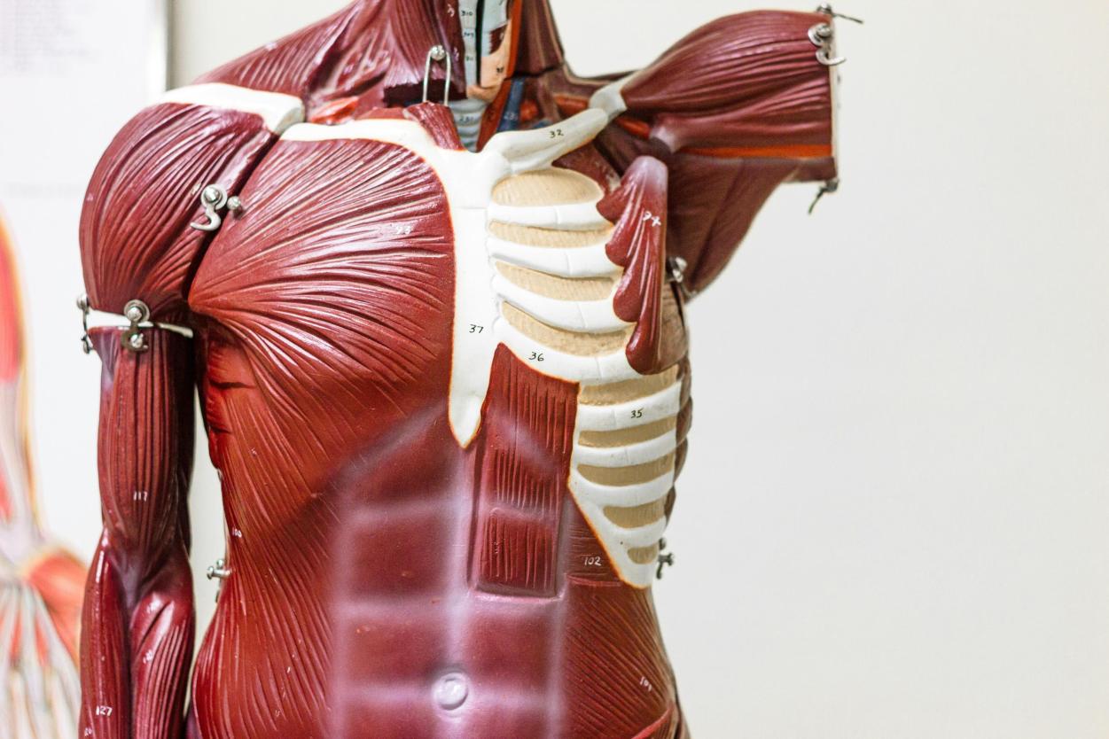 Anatomie van een lichaam