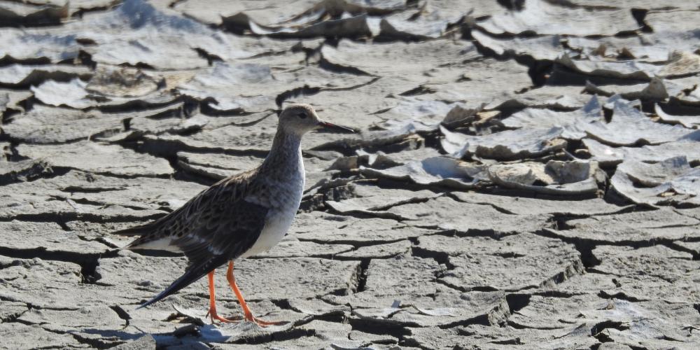 Onbeschermde wetlands zijn even levensnoodzakelijk voor trekvogels als de beschermde