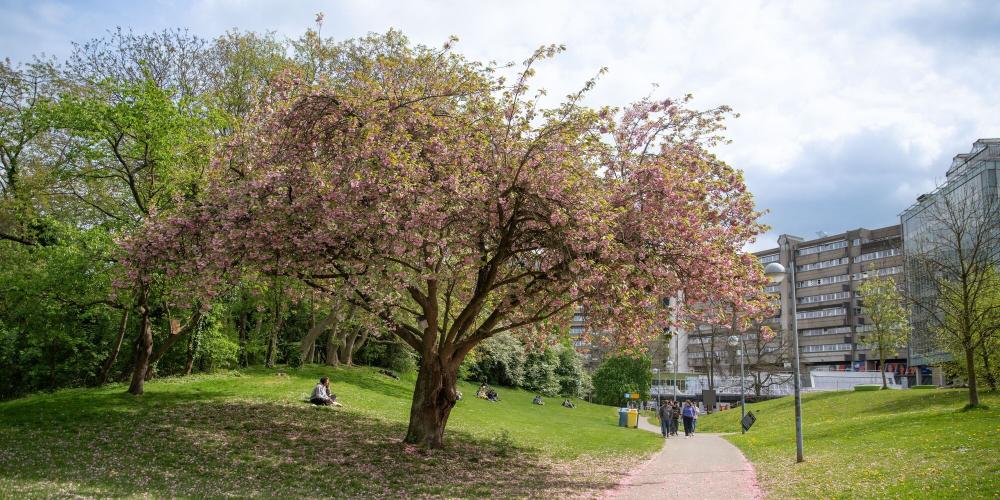 Campus VUB